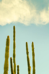 Green cactus on a blue sky background, hot summer day concept,  with copy space