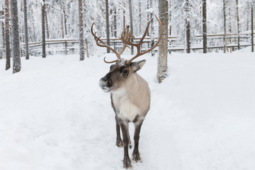 Beautiful curious reindeer in snowy forest closeup