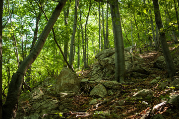 Beautiful sunny boreal Carpathian forests  