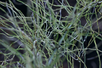 beautiful abstract texture of dried herbs in sunlight