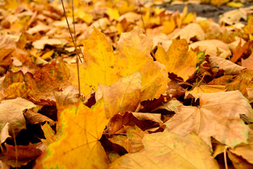 Beautiful autumn yellow leaves on the trees. The magic of autumn colors.