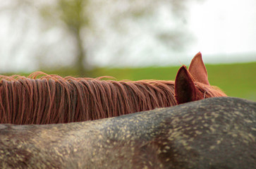 closeup of a horse's mane and back