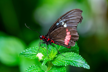Closeup  Common Mormon, Papilio polytes, beautiful butterfly in a summer garden