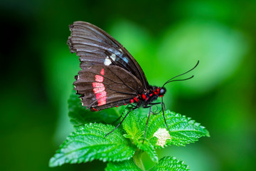 Closeup  Common Mormon, Papilio polytes, beautiful butterfly in a summer garden