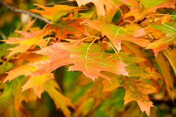 Beautiful autumn yellow leaves on the trees. The magic of autumn colors.