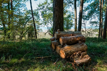 Harvested logs firewood in the middle of the forest. The concept of cleaning the forest from sick and dry trees.