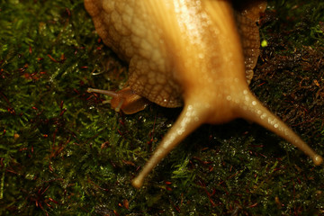 a large tropical snail with a young on wet green moss