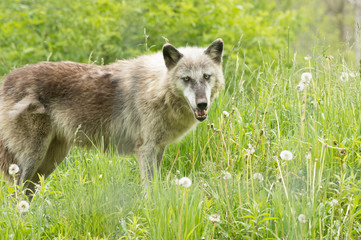 Fototapeta premium Wolf