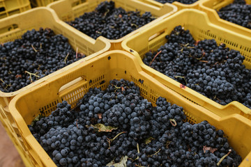 Box of grapes at harvest