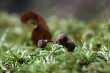 green moss in autumn in natural conditions on a blurred background of trees
