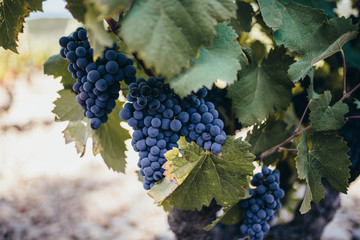 Bunch of grapes in the vineyard