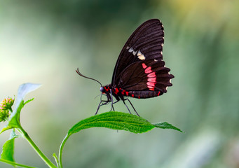 Closeup  Common Mormon, Papilio polytes, beautiful butterfly in a summer garden