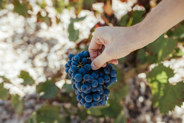 Grape cluster in hand.