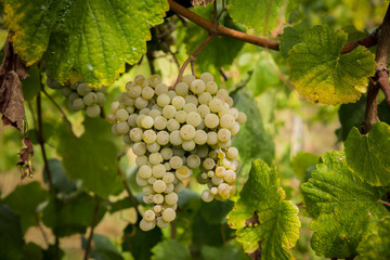 Yellow grapes in a vineyard at sunrise.