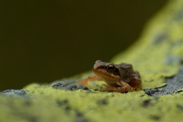 Small frog on a rock in boreal Carpathian forests  