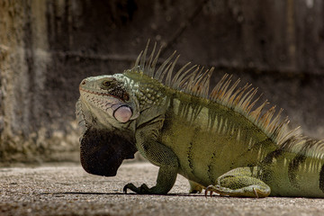 iguana on white background