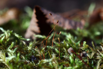 green moss in autumn in natural conditions on a blurred background of trees