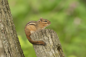 Chipmunk