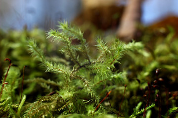 green moss in autumn in natural conditions on a blurred background of trees