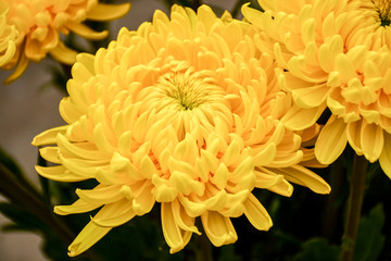  Beautiful autumn chrysanthemum flowers. Park, nature.