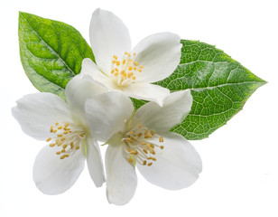 Fototapeta premium Blooming jasmine flowers isolated on white.