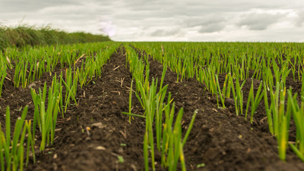 close-up of young grain plants on a field with shallow depth of field and selective focus