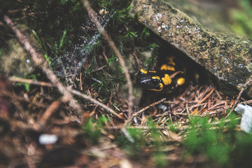 Fire Salamander in Forest