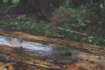Fire Salamander in Forest