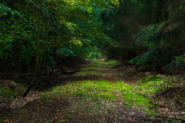 sunlit path in the dark forest