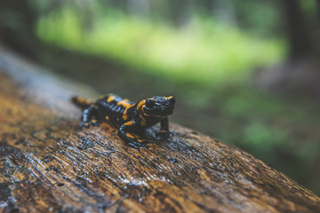 Fire Salamander in Forest