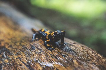 Fire Salamander in Forest