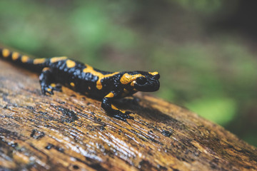 Fire Salamander in Forest