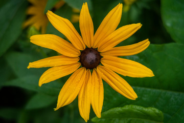 Rudbekia against blurred green leaves. Yellow flower closeup.
