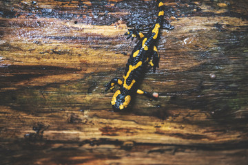 Fire Salamander in Forest