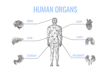 Human internal organs low poly banner template. Man body, brain, liver, stomach, heart, lungs, kidneys polygonal illustration. Anatomy scientific poster, tutorial, schoolbook design layout