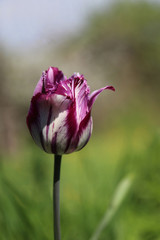 Violet tulip closeup. Flower.