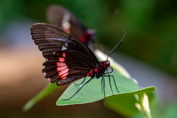 Closeup  Common Mormon, Papilio polytes, beautiful butterfly in a summer garden