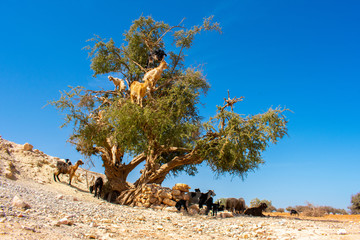 Heard of cloven-hoofed goats climbed on an argan tree (Argania spinosa) on a way to Essaouira,...