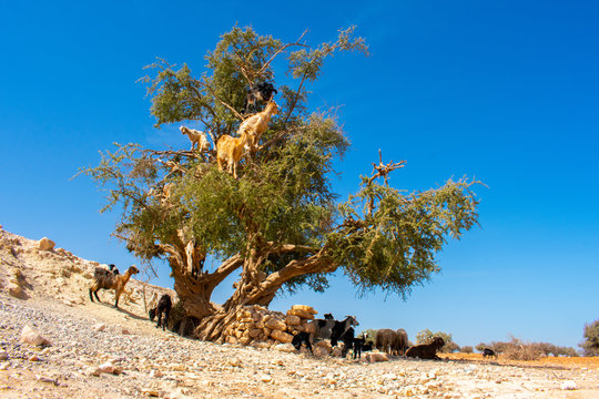 Heard of cloven-hoofed goats climbed on an argan tree (Argania spinosa) on a way to Essaouira, Morocco, North Africa