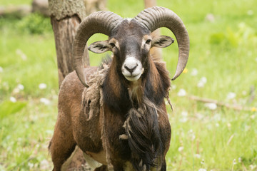 Big Horn Sheep