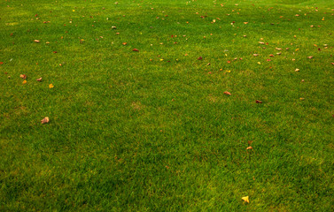 Green grass lawn with yellow autumn leaves