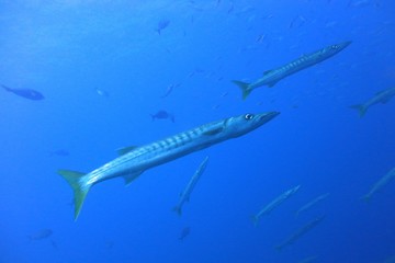 the tropical Marine  fish  in Andaman blue  sea Thailand fish in water