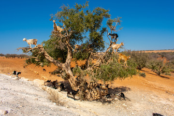 Heard of cloven-hoofed goats climbed on an argan tree (Argania spinosa) on a way to Essaouira, Morocco, North Africa