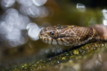 Close-up of the Head and Eyes of a Water Snake