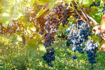 Ripe grapes of Saperavi in a vineyard before harvest, Kakheti, Georgia.