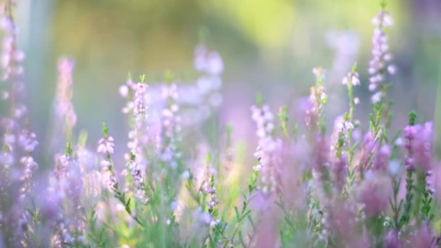 Wild Purple Heather in Meadow, Closeup Detail Shot with Selective Focus