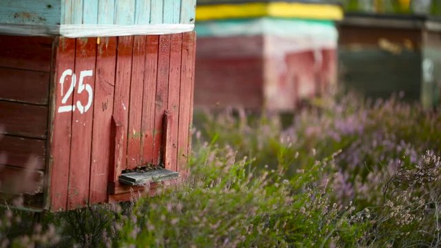 Bees crawl around entrance to wooden beehive box in heather field
