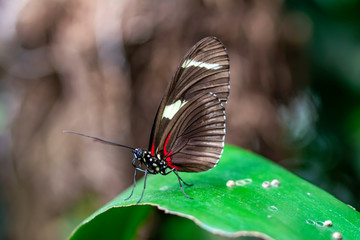 Closeup beautiful butterfly in a summer garden