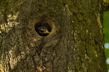 Beautiful bird in its natural habitat  