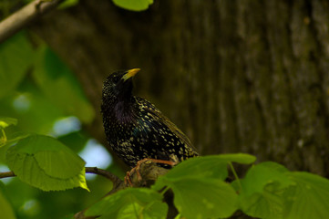 Beautiful bird in its natural habitat  